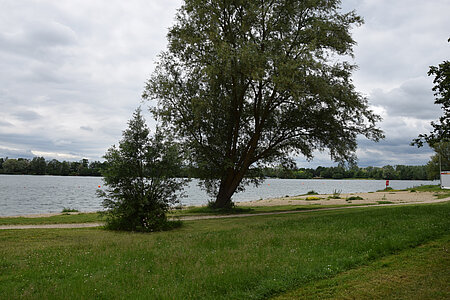 Guggenberger See Baum